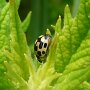 14-spot ladybird